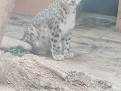 -青藏高原野生动物园