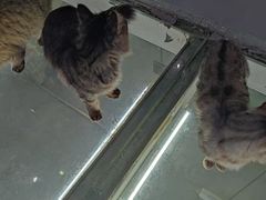 -极木²邸 人与宠物·互动社区