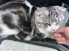 -乖乖宠物医院·猫科·急重症中心(车站北路分院)