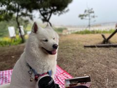-趣玩宠物乐园寄养训犬训狗游泳池