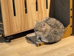 -Meowの猫咖(万家丽店)