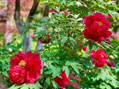 -狼山风景名胜区