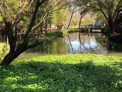 -溱湖国家湿地公园