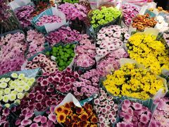 -溪岸路花鸟市场