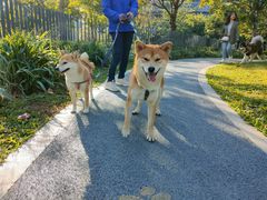 -景田北六街公园宠物主题园