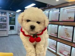 -萌宠之家·腊肠犬·马尔泰·小体犬舍