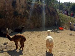 -泉州海丝野生动物世界