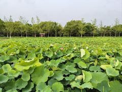 -嘉北郊野公园