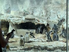 -帝企鹅自助餐厅•儿童岛•真企鹅(长隆企鹅酒店)