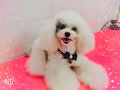 -宠屋宠物美容店