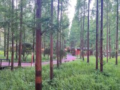 -黄海国家森林公园