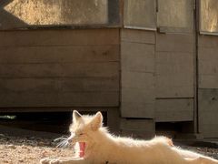 -宫城藏王狐狸村