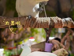 -正佳雨林生态植物园