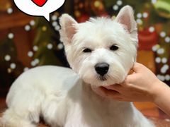 -Oh My Dog宠物沙龙(伊珊娜皮毛护理店)