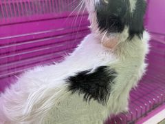 -安安宠医·臻爱宠物医院·宠保定点(营门口路分院)