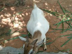 -广东茂名森林公园
