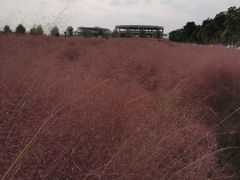 -映月湖中央公园