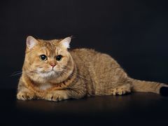 -超宠爱宠物摄影-Super pet