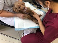 -宠颐生中康贝怡动物医院