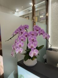 -紫洁俪方（北京）医疗美容