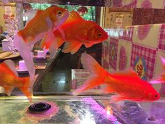 -粗粮人家·东北菜(洋桥店)