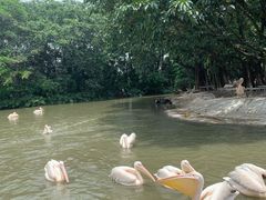 -广州长隆飞鸟乐园