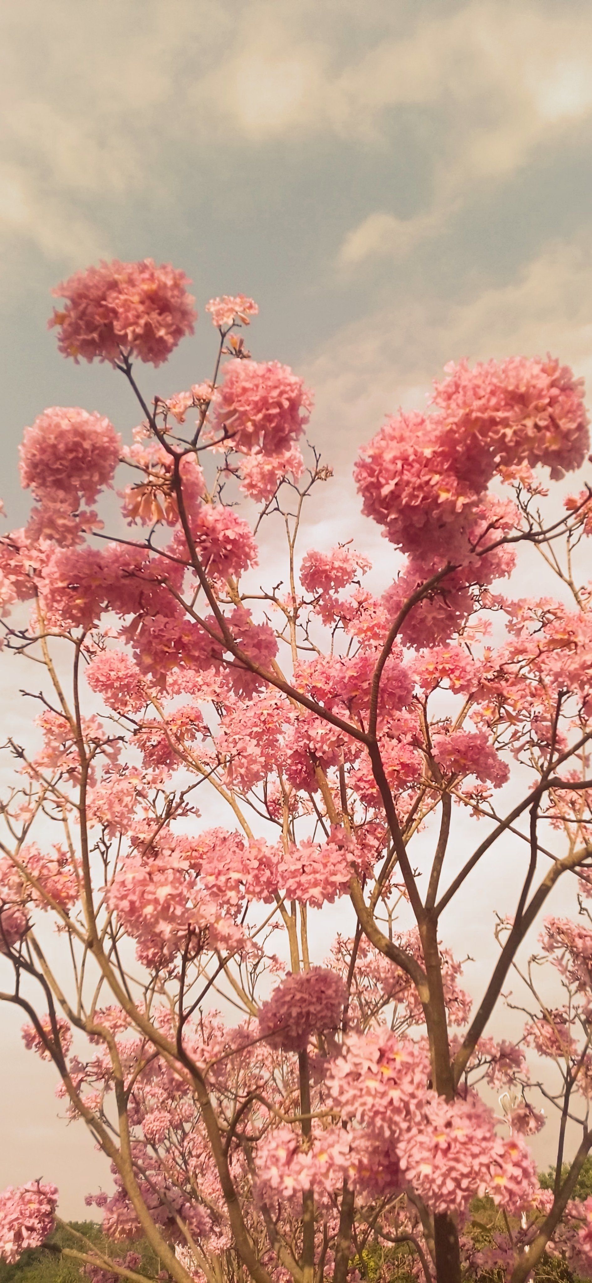 1890_4096竖版 竖屏