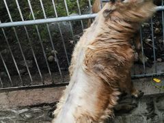 -青峰峡国家森林公园