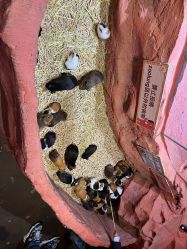 点击看大图 -Zoolung Zoolung动物主题公园(海信广场店)