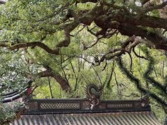 -普陀山风景名胜区-法雨禅寺