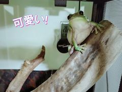 -酷以爬仙阁实体爬宠店·守宫·蜥蜴·专业繁育