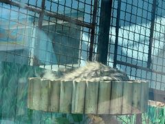 -青藏高原野生动物园