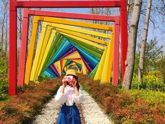 -合肥滨湖国家森林公园