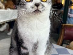 -猫小院猫主题餐厅(南锣旗舰店)