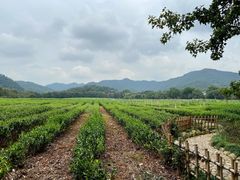 -中国茶叶博物馆(双峰馆区)