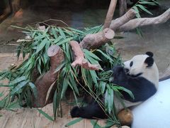 -熊猫自助餐厅.萌趣城堡(长隆熊猫酒店)