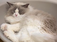 -有喵·猫咖·狗咖·30几只猫10只小狗(岗厦店)