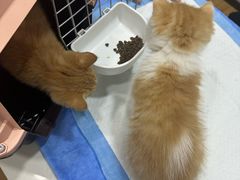 -pd派德宠物中心医院24H急重症·眼科中心·血液透析中心(嵩山北路店)