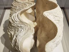 -青岛贝壳博物馆