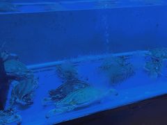 -白仁仔· 活烤海鲜 宵夜(豫园店)