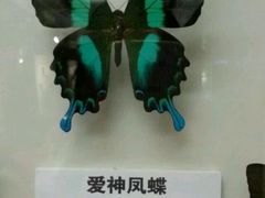 -上海昆虫博物馆