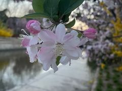 -海棠花溪(元大都城垣遗址公园)