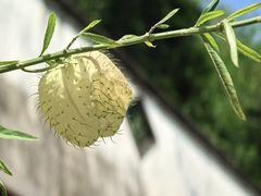 -广州神农草堂中医药博物馆