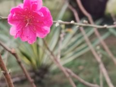 -云溪植物园