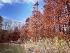 -上海海湾国家森林公园