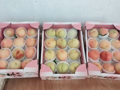 -南汇水蜜桃采摘(大团店)