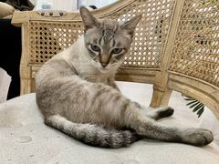 -共舞时光猫咖·狗咖(新街口店)