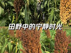 -三圣花乡旅游区