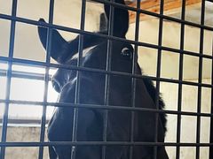 -北京群众马术培训基地