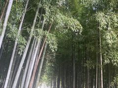 -树山生态村
